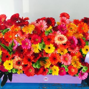 Jardinera 100 Gerberas